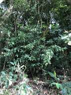 Image of laurel-leaf snailseed