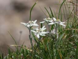 Image of edelweiss