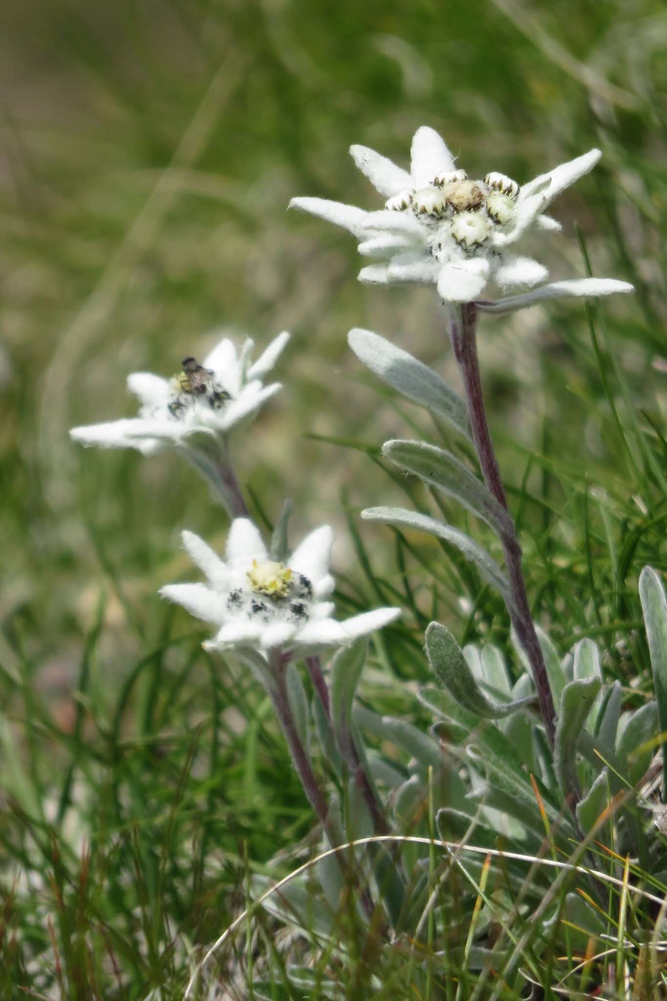 Image of edelweiss