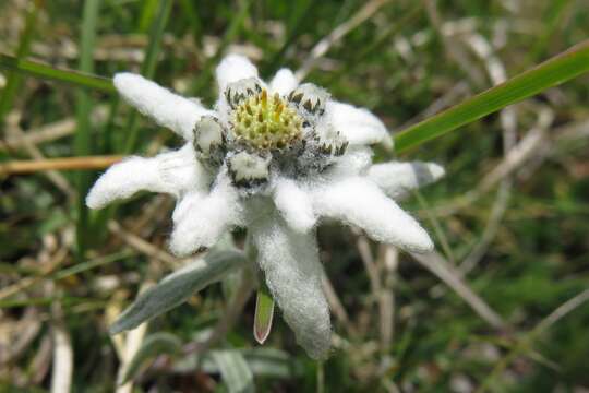 Image of edelweiss