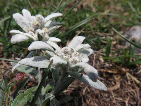 Image of edelweiss