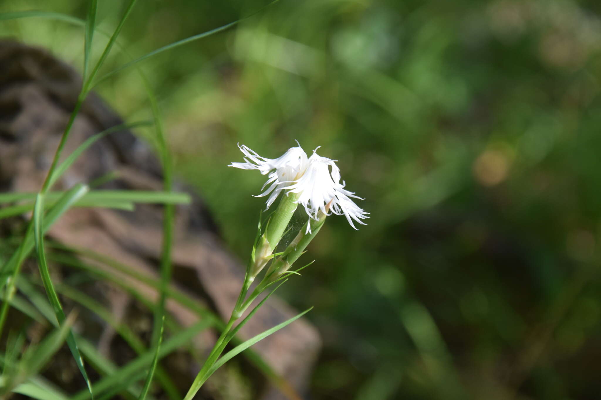 Imagem de Dianthus monspessulanus L.