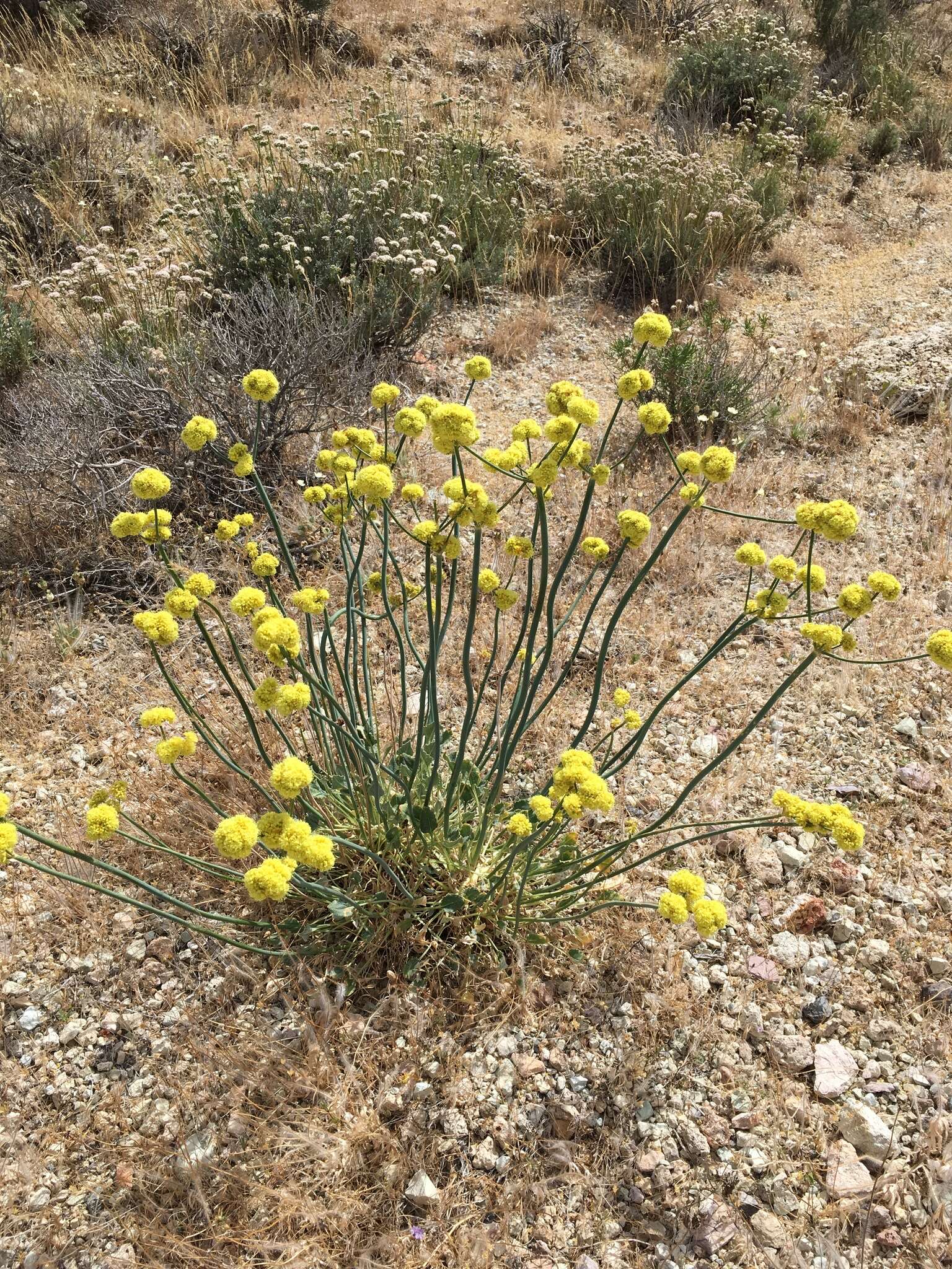 Image of Weston's buckwheat