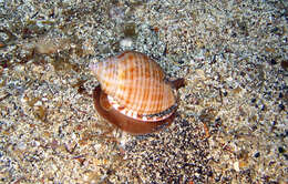 Image of Mediterranean bonnet