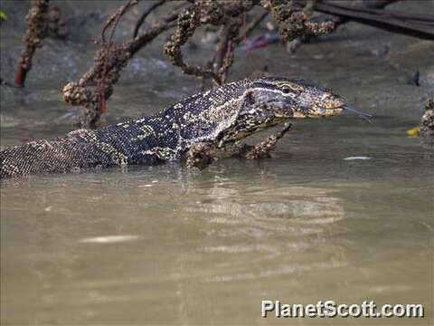 Image of Common Water Monitor