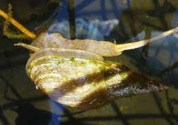 Image of Great Pond Snail