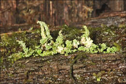 Plancia ëd Cladonia rigida (Hook. fil. & Taylor) Hampe