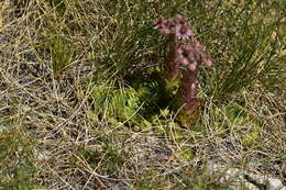 Image of Sempervivum marmoreum Griseb.