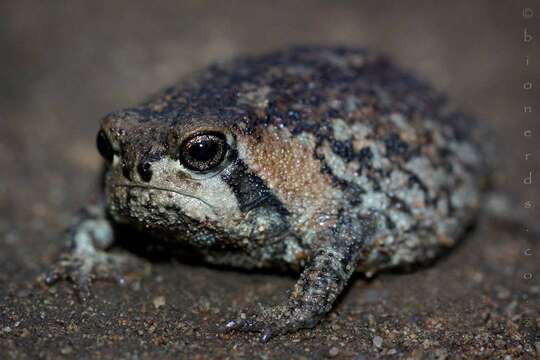 Image of Mountain Rain Frog