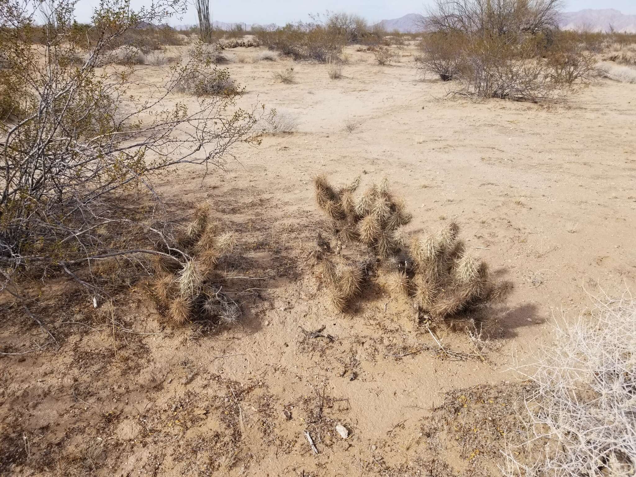 Image of devil's cholla