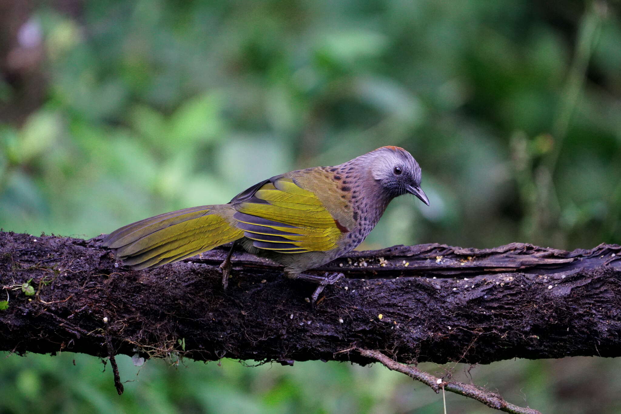 Image de Garrulaxe d'Assam