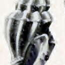 Image of Leiocithara infulata (Hedley 1909)