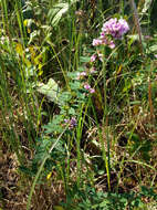 Image of violet lespedeza