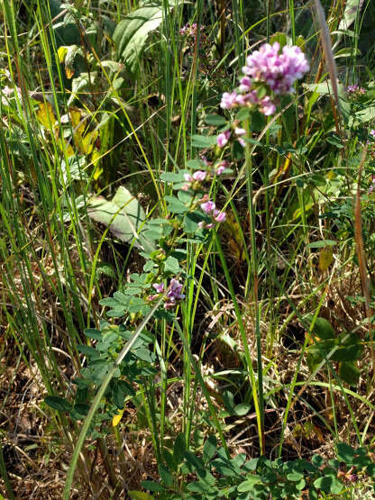 Sivun Lespedeza violacea (L.) Pers. kuva