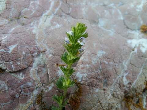 Imagem de Euphrasia caucasica Juz.