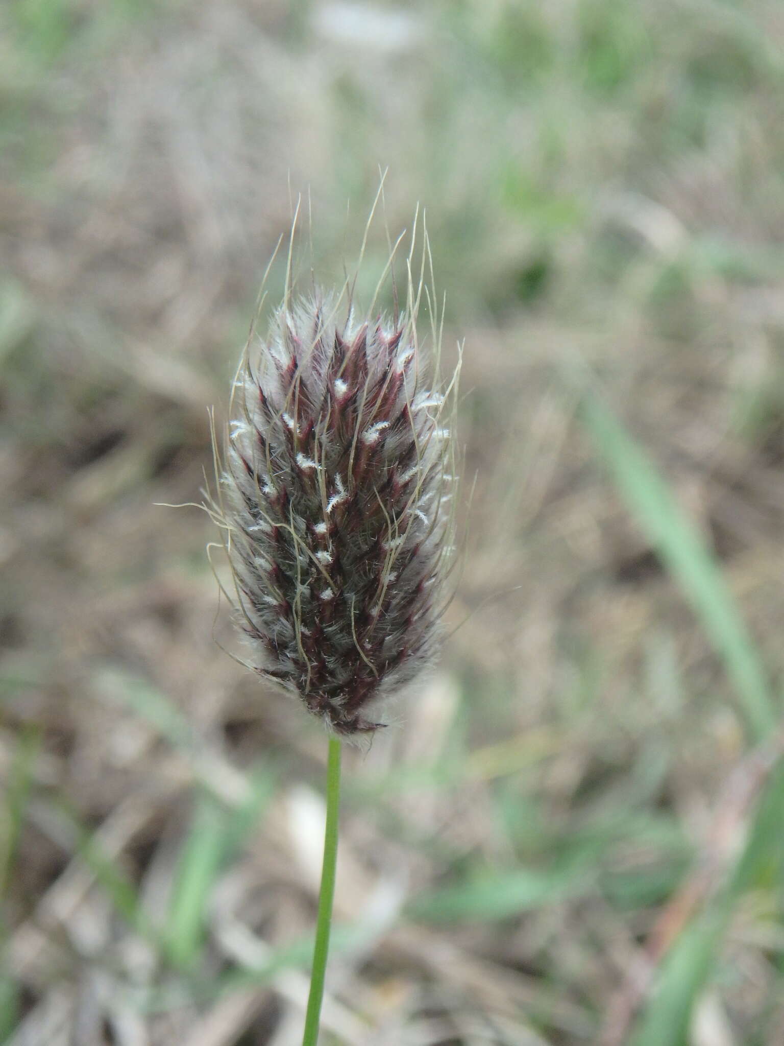 Image of Alopecurus vaginatus (Willd.) Kunth