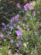 Plancia ëd Clarkia biloba (Dur.) A. Nels. & J. F. Macbr.