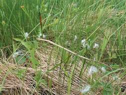 Image of alpine bulrush