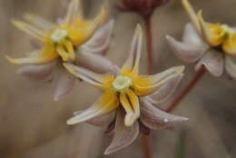 Image of Golden star-drops