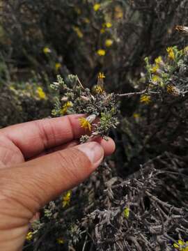 Imagem de Oedera glandulosa (Thunb.) N. G. Bergh