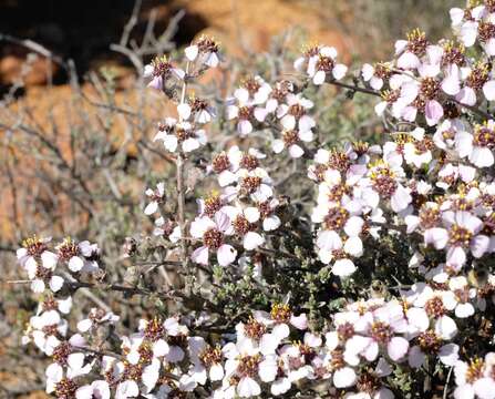 Image of Eriocephalus grandiflorus M. A. N. Müll.