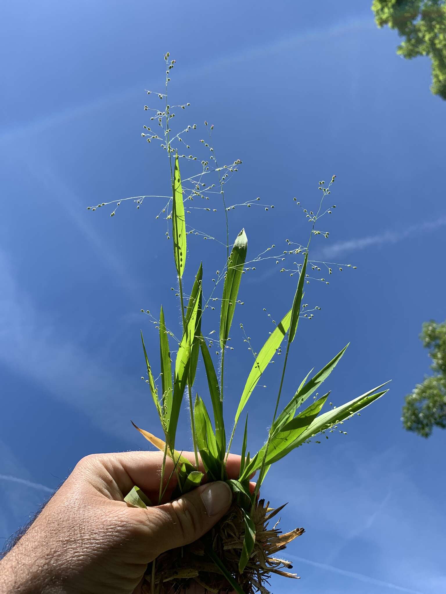 Imagem de Panicum laxiflorum Lam.