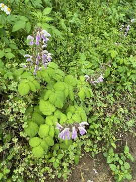 Image of Salvia bowleyana Dunn