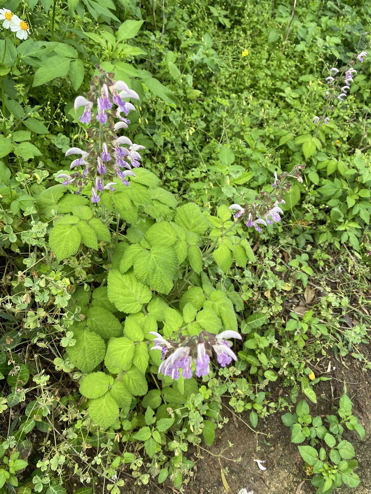 Image of Salvia bowleyana Dunn