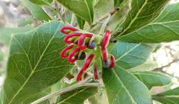 Image of Grevillea ilicifolia (R. Br.) R. Br.