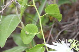 Imagem de Passiflora pectinata Griseb.