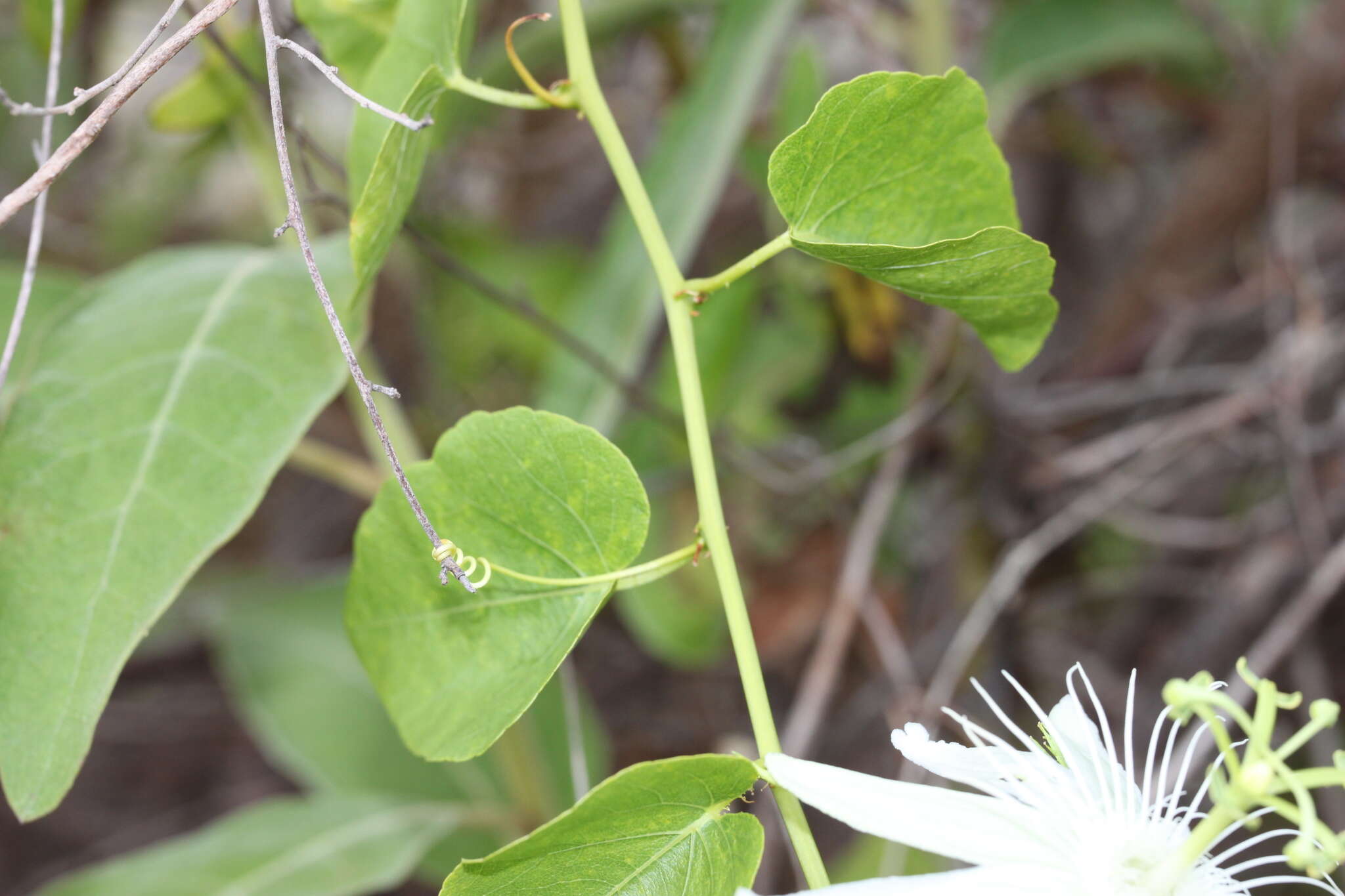 Image de Passiflora pectinata Griseb.