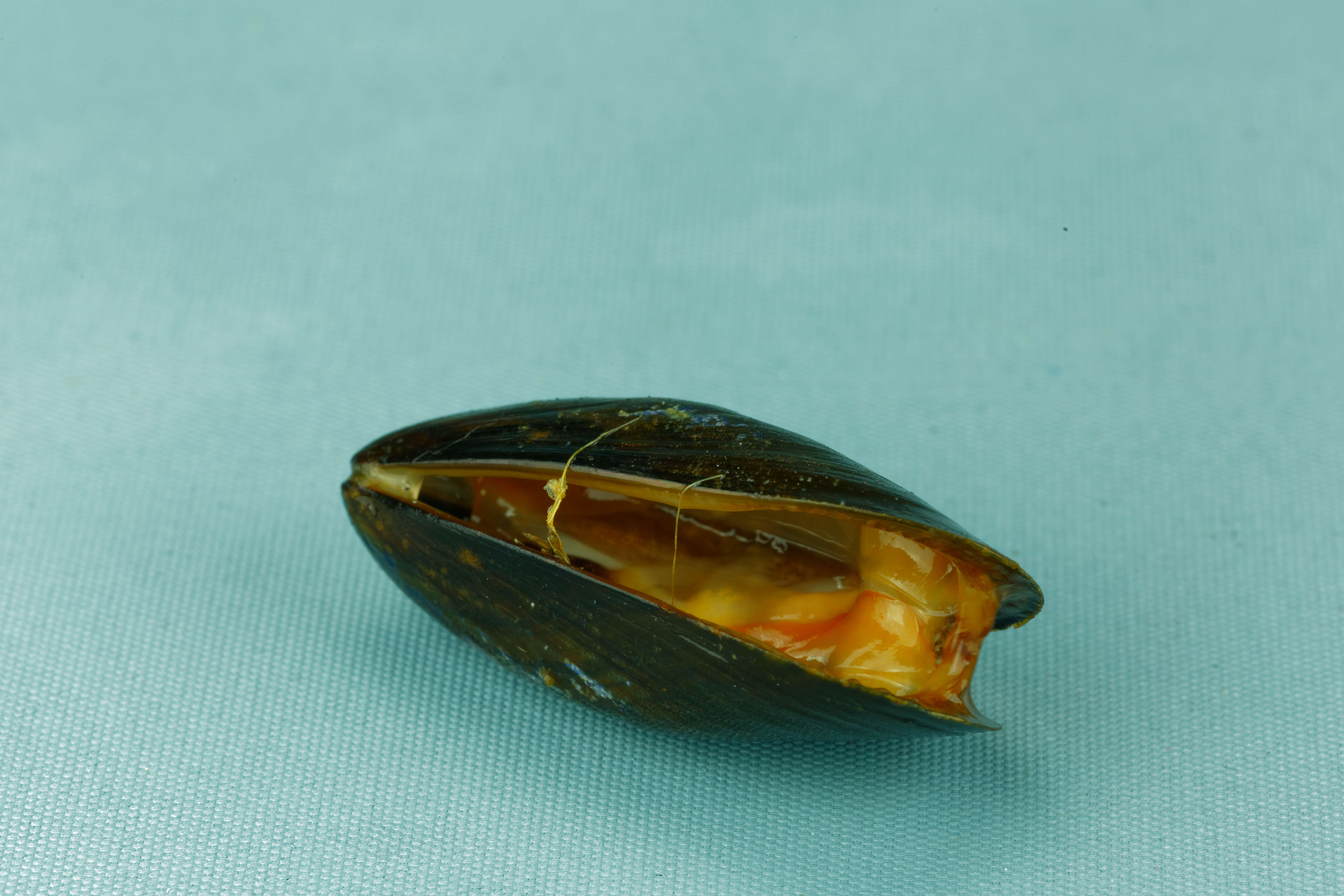 Image of Blue mussel