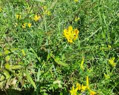 Image of big-flower broom