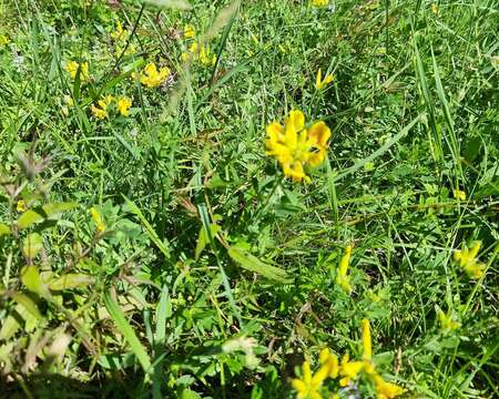 Слика од Cytisus hirsutus L.