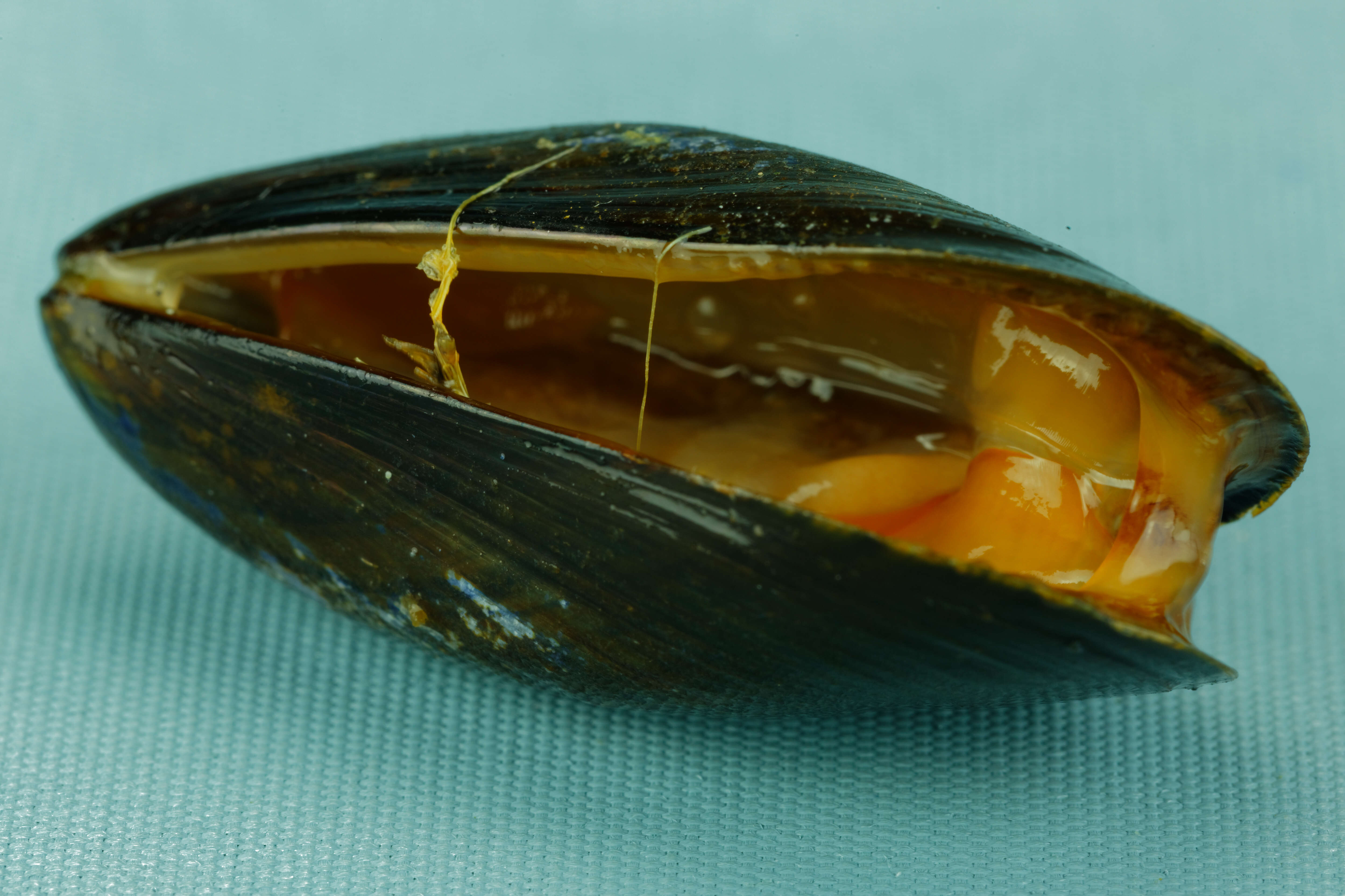 Image of Blue mussel