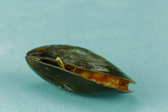 Image of Blue mussel