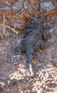 Image of Angel Island chuckwalla