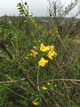 Image of snapdragon penstemon