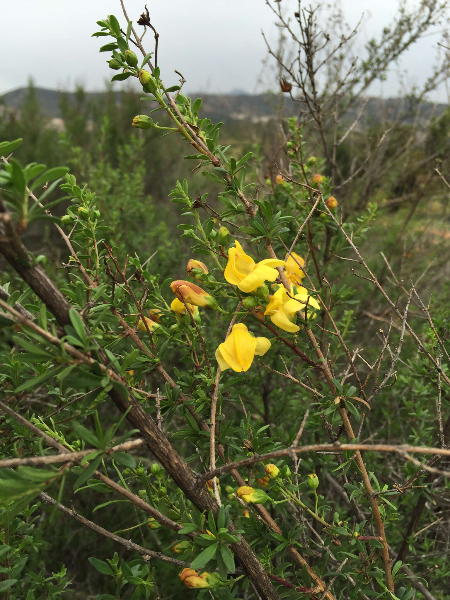 Image of snapdragon penstemon