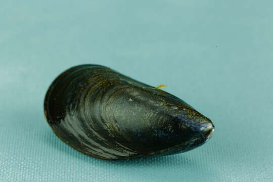 Image of Blue mussel