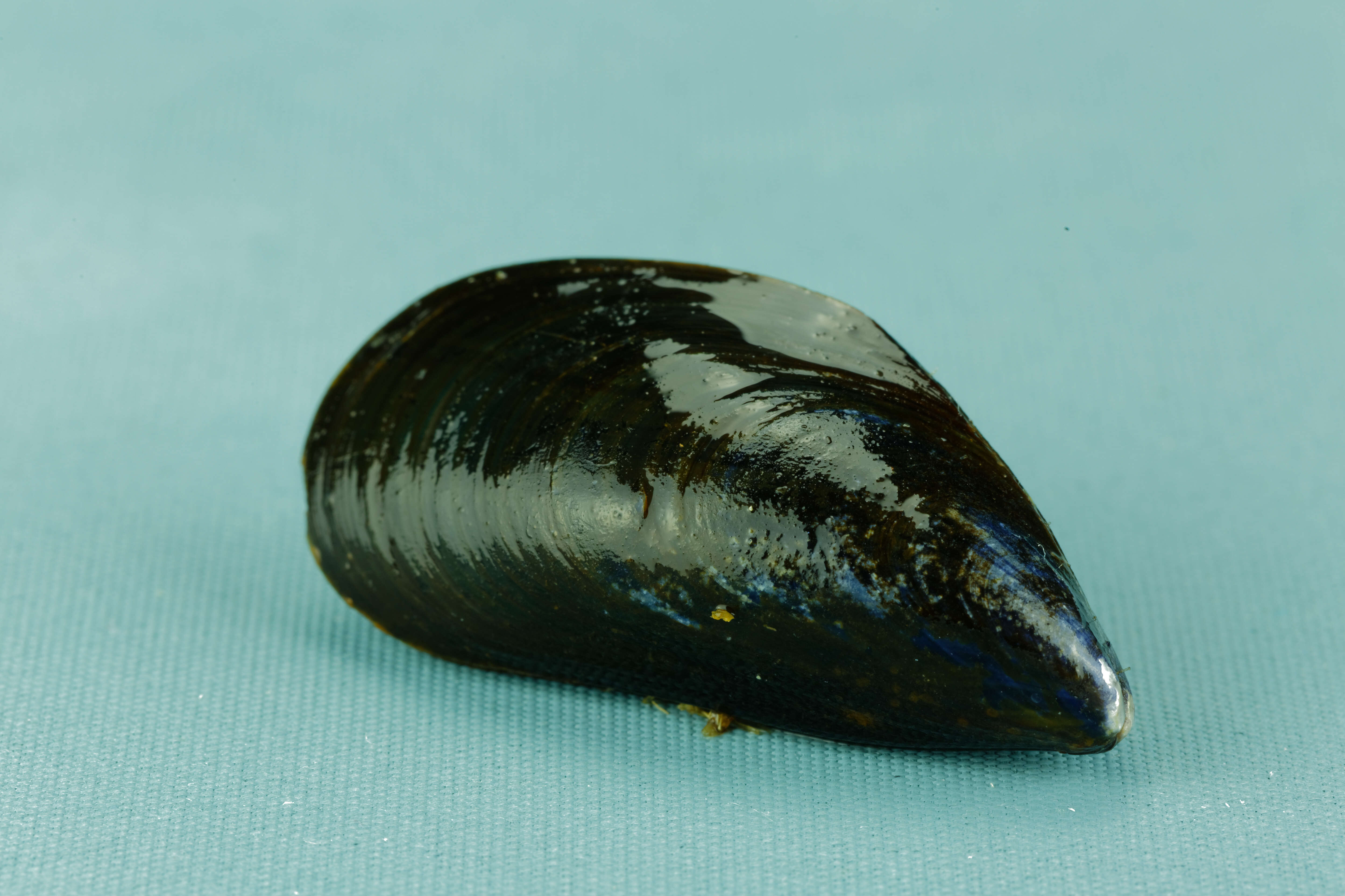 Image of Blue mussel