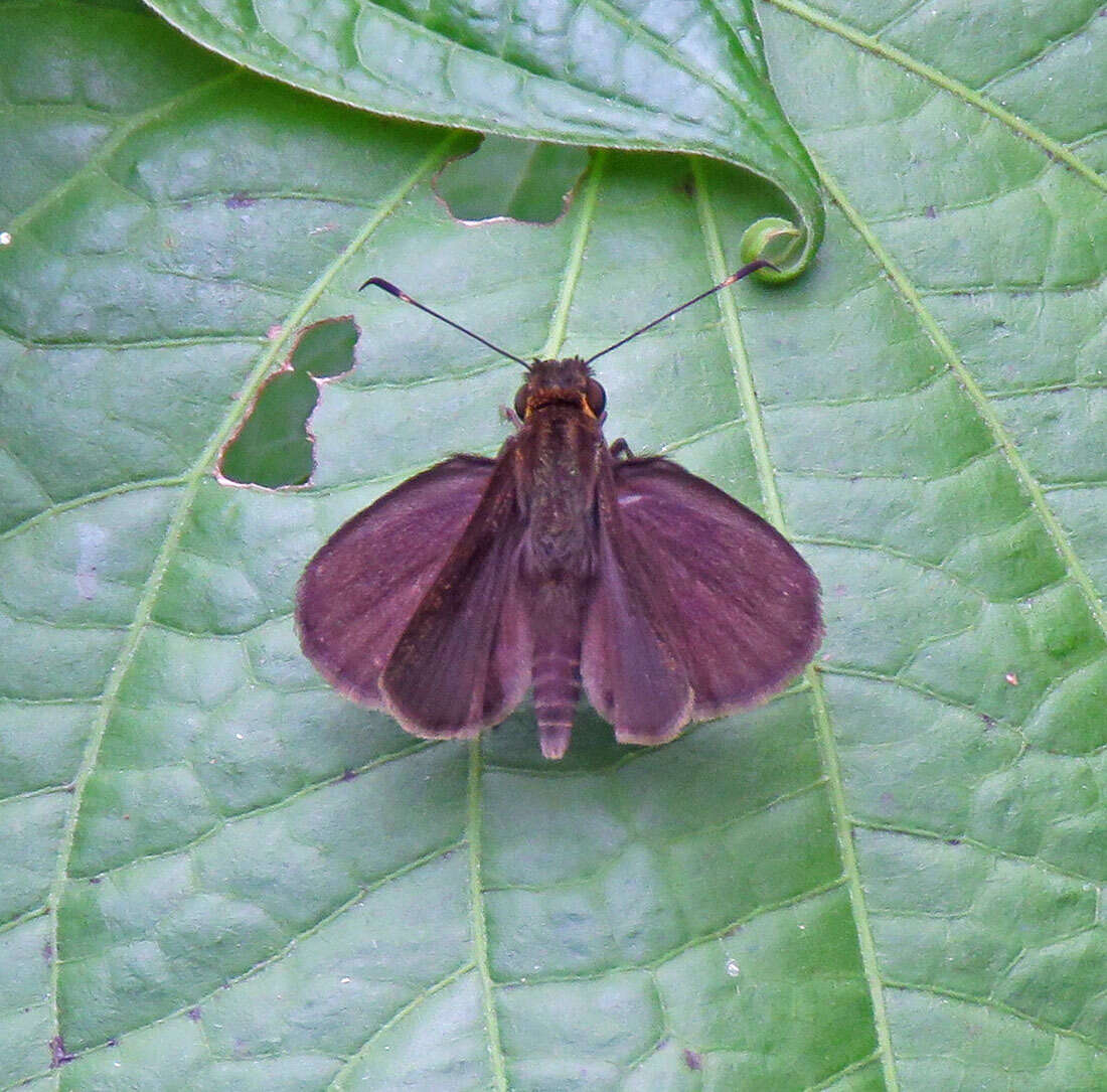 Image de Mnasitheus chrysophrys Mabille 1891