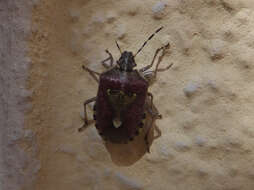 Image of sloe bug