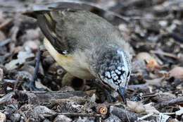 Image of Yellow-rumped Thornbill