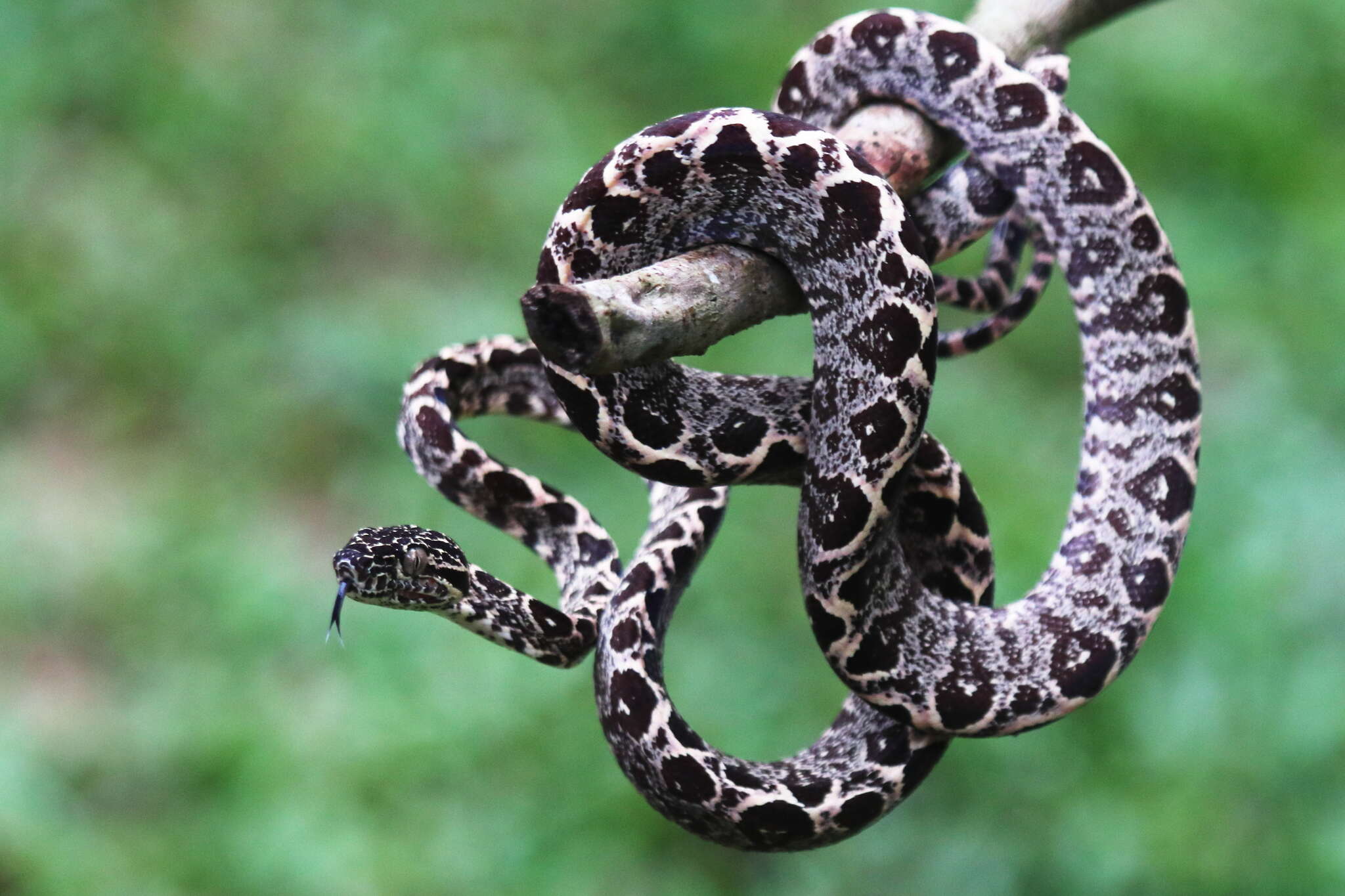 Image of Corallus hortulana (Linnaeus 1758)