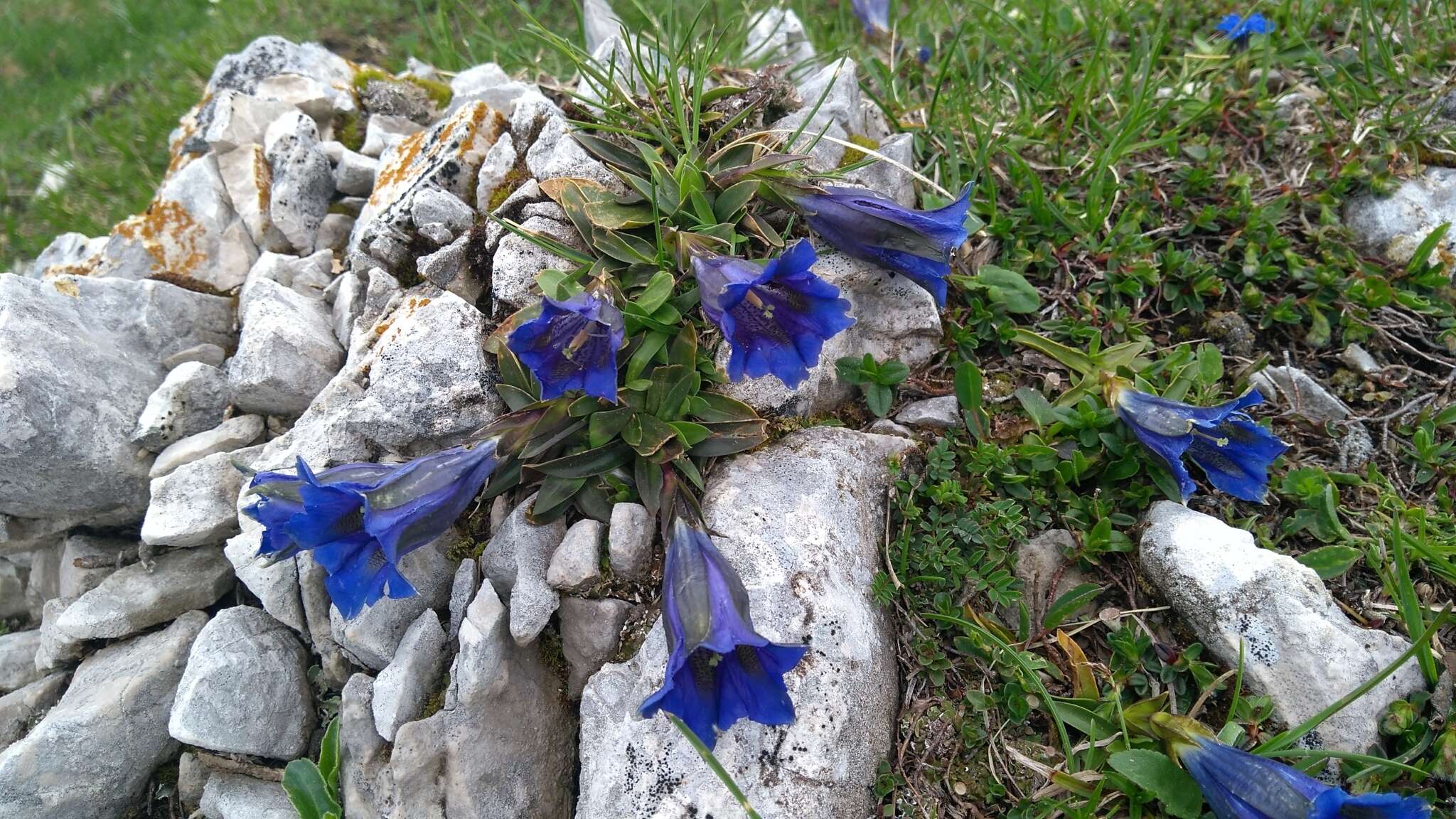 Image of Gentiana digenea Jakow.