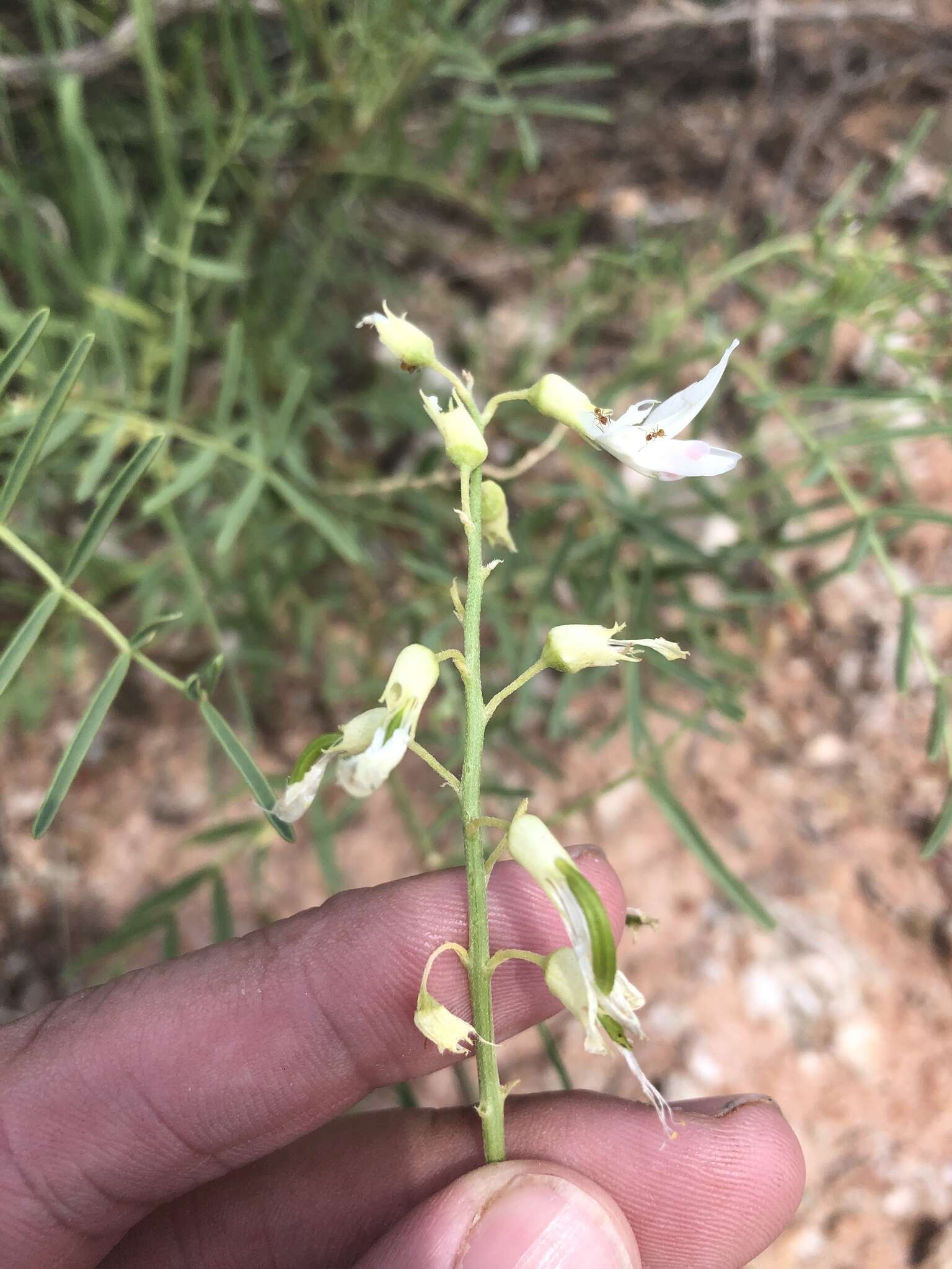 Imagem de Astragalus racemosus Pursh