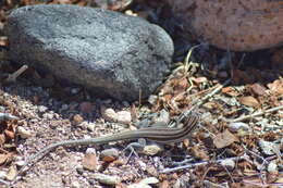 Image of Aspidoscelis espiritensis (Van Denburgh & Slevin 1921)