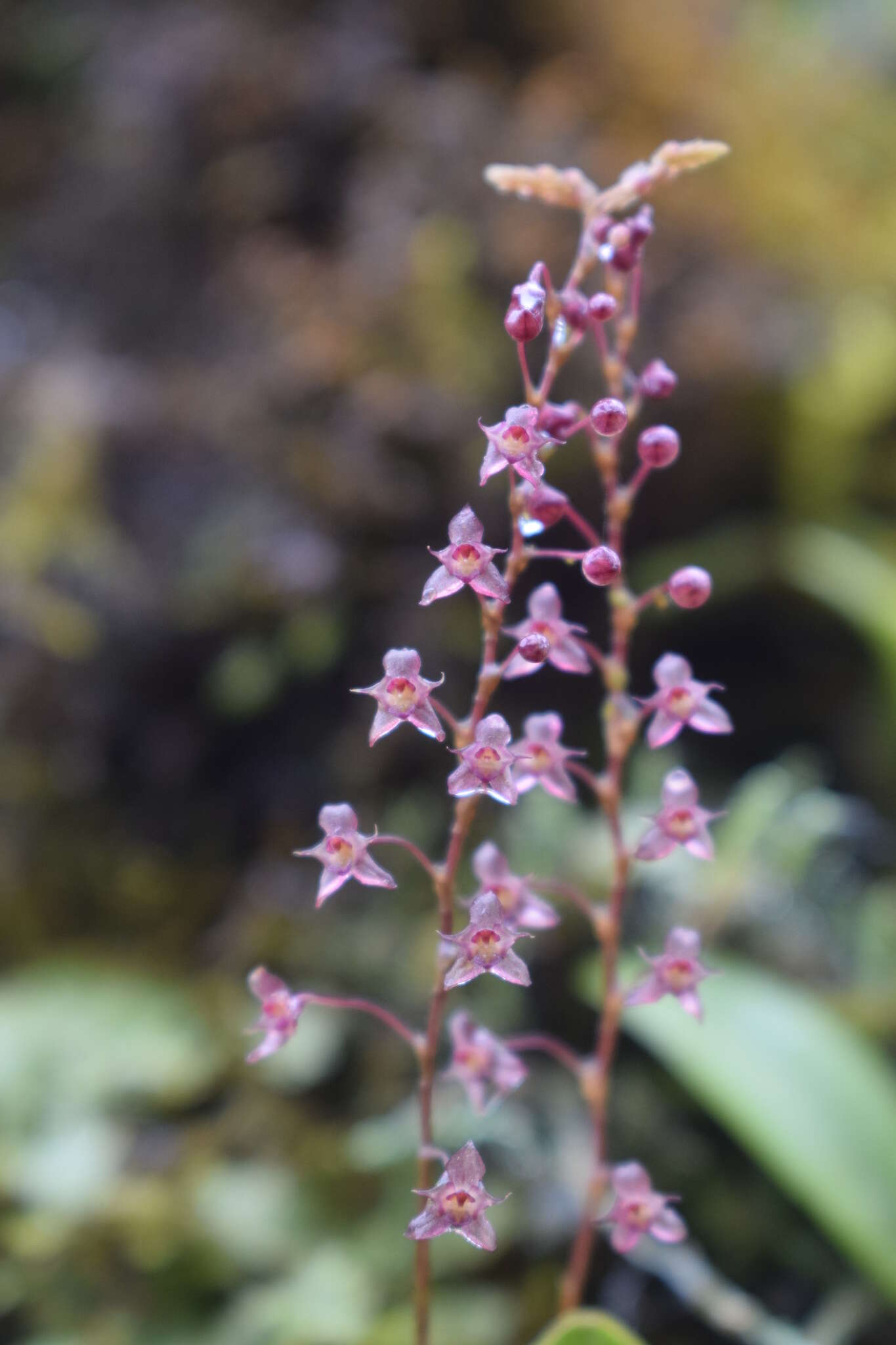 Image de Stelis antennata Garay