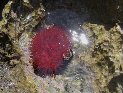 Image of Beadlet anemone